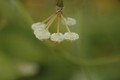 hoya lacunosa 4055 02 a