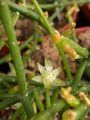 rhipsalis lindbergiana 03 15