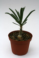 pachypodium qriquense 9350