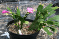 schlumbergera madonga vergleichen 8623