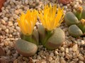 lithops geyeri 01