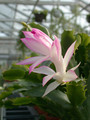 schlumbergera hatherton charm 200