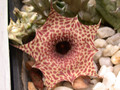 huernia reticulata citrusdal sheilam 02