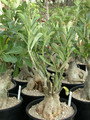 adenium three cv