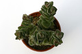 crassula green pagoda 7212