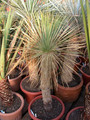 yucca linearis 02
