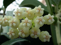 hoya pachyclada 7092 05
