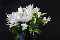 schlumbergera salvador brasil 001