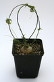 kedrostis nana 7549