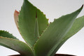 agave parvidentata el salvador 0149