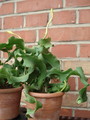 epiphyllum guatemalense monstrosa 9833
