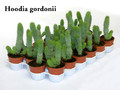 hoodia gordoni