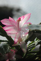 schlumbergera bristol queen 8174