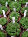 euphorbia suzannae 1137