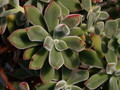 echeveria pulvinata 05