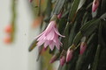 hatiora rosea frohning 9598 rbi 433 9387