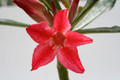 adenium cv pha dao 0002