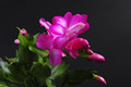 schlumbergera purple dancer 004