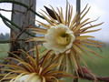 selenicereus grandiflorus 5465