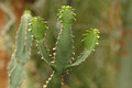 euphorbia tetragona 01