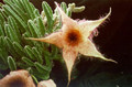 stapelia nobilis 02