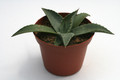 agave neomexicana 0159