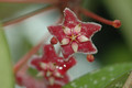 hoya pubicalyx silver pink 02