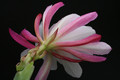 eh rhodos 8765 2678