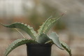 agave gigantensis sierra 8671