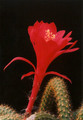 aporocactus mutter anne