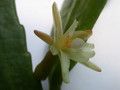pseudorhipsalis himanthoclada horich rba216 2120
