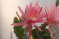 eh crenatus haagei 5820 08
