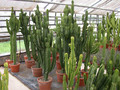 euphorbia ingens