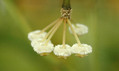 hoya lacunosa 4055 02