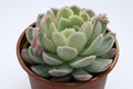 echeveria aff chihuahuensis 7940