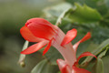 schlumbergera stephanie 8254