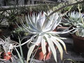 dudleya brittonii 6057