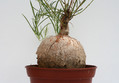 ipomea bolusiana 3495