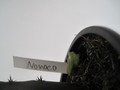 schlumbergera nono co 7765