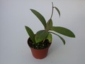 hoya buthanica 1404