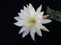 eh snowflake 8960 05