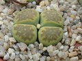 lithops hallii ochracea green soapstone5