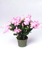 schlumbergera thor pandora 07