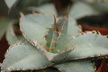 agave titanota 8716