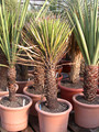 yucca filifera1