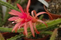 aporocactus sunrise 1056