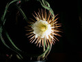 selenicereus grandiflorus 07