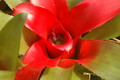 bromelien mini 1152