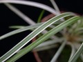 ophiopogon silver mist 02