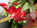 schlumbergera elfenzauber 03